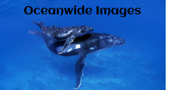 Oceanwide Images